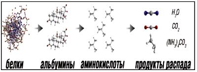 Распад белков в очистныз сооружениях